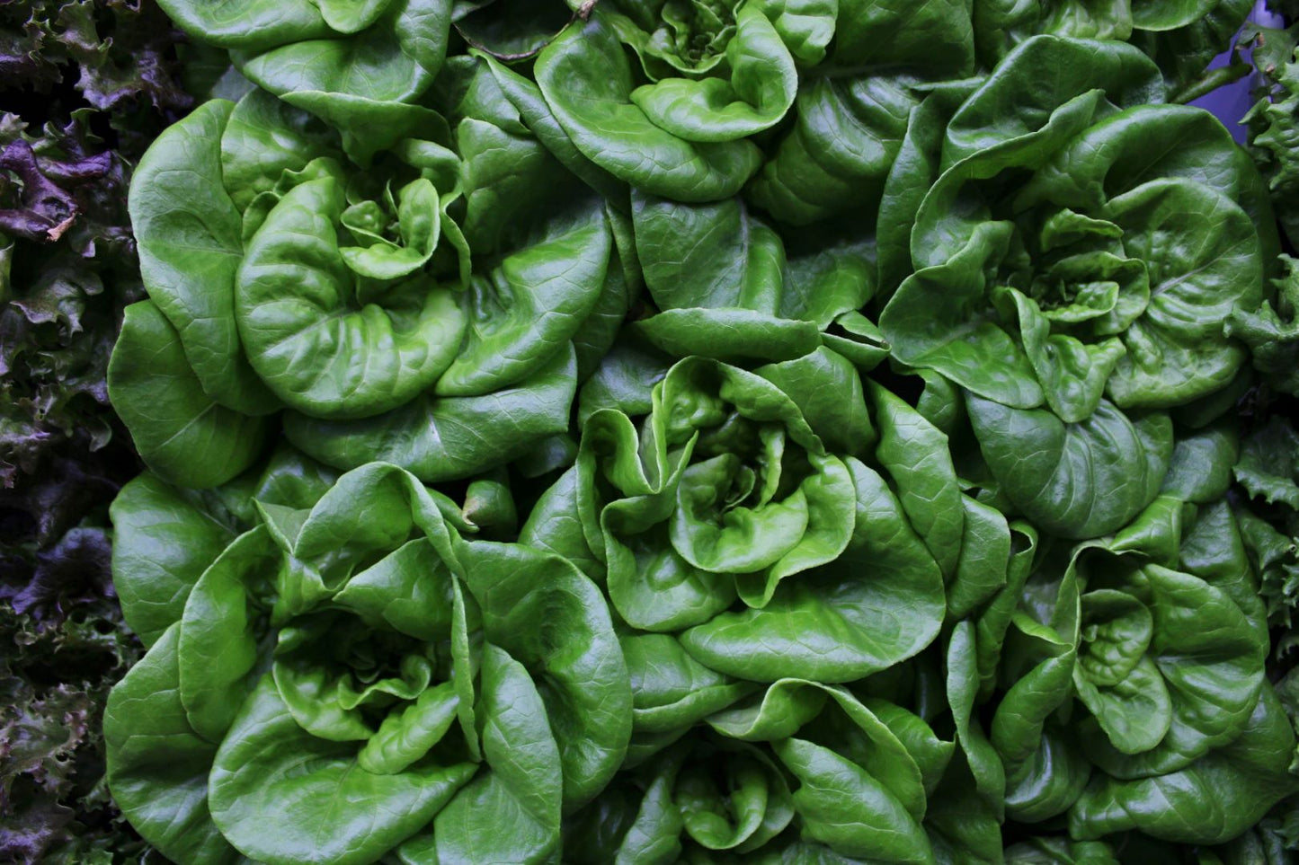 Butterhead Lettuce