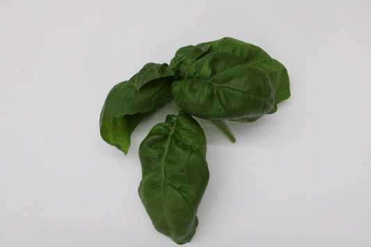 Genovese Basil