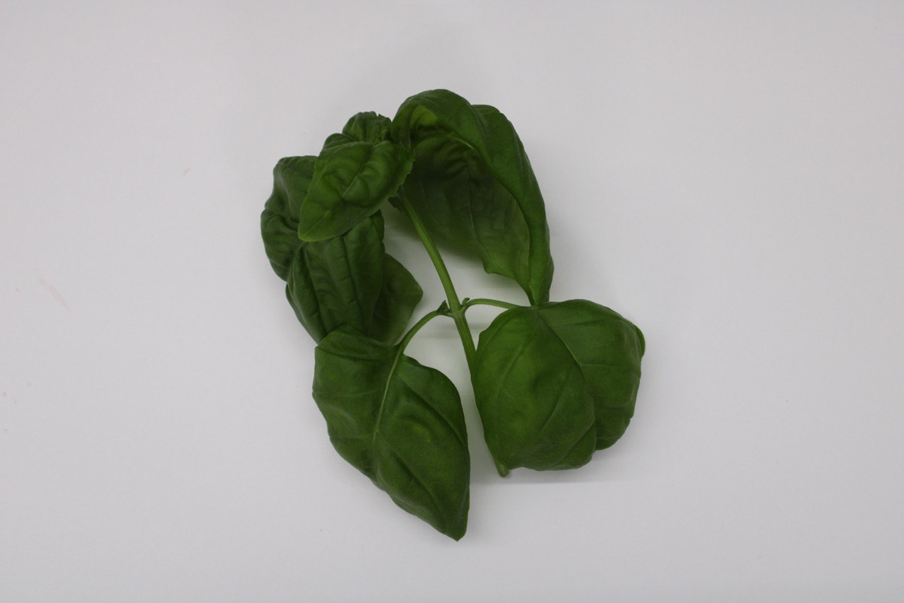 Genovese Basil