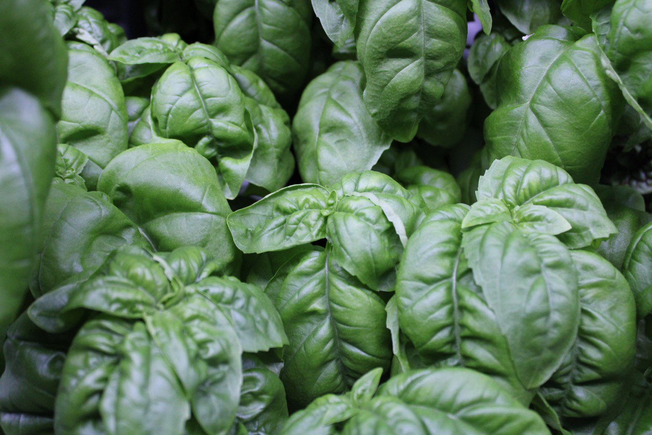 Genovese Basil